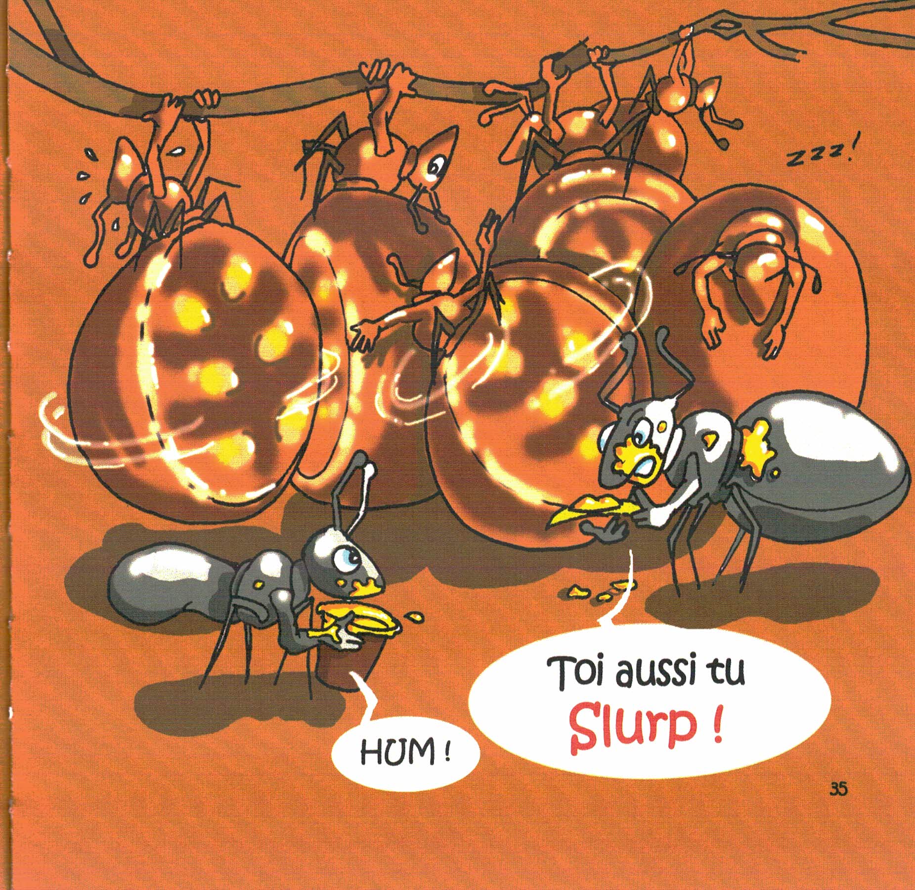 Fourmis pot de miel